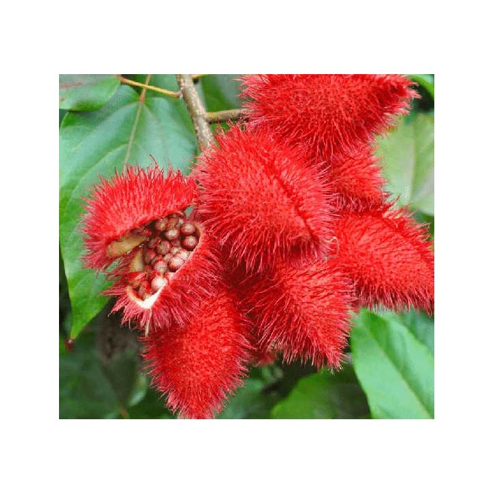 Bixa orellana (Roucou, Rocouyer, Achiote, Arbre à rouge à lèvre)