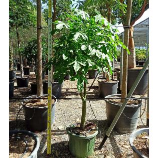 Brachychiton acerifolius (flamme australienne)