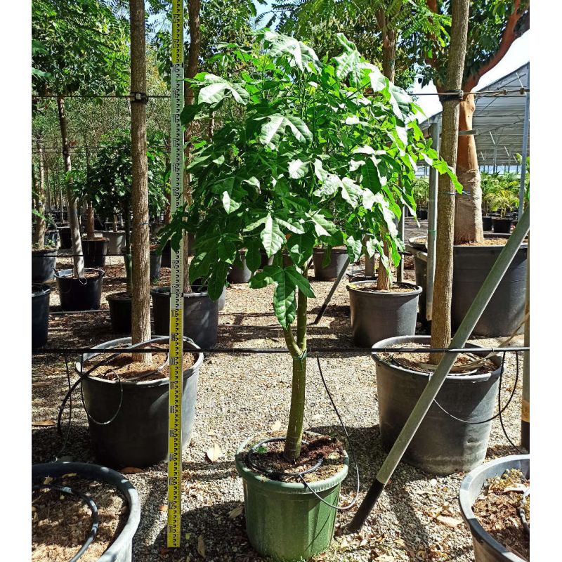 Brachychiton acerifolius (flamme australienne)