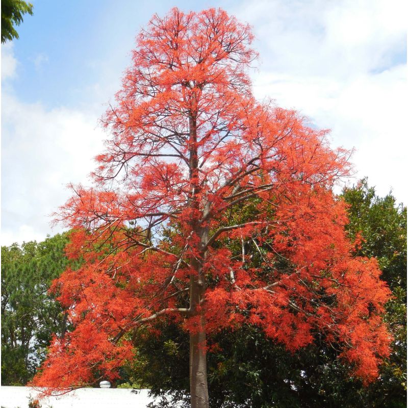 Brachychiton acerifolius (flamme australienne)