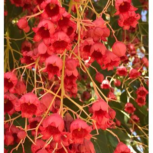 Brachychiton acerifolius (flamme australienne)