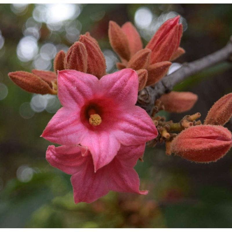 Brachychiton discolor (Arbre bouteille bicolore)