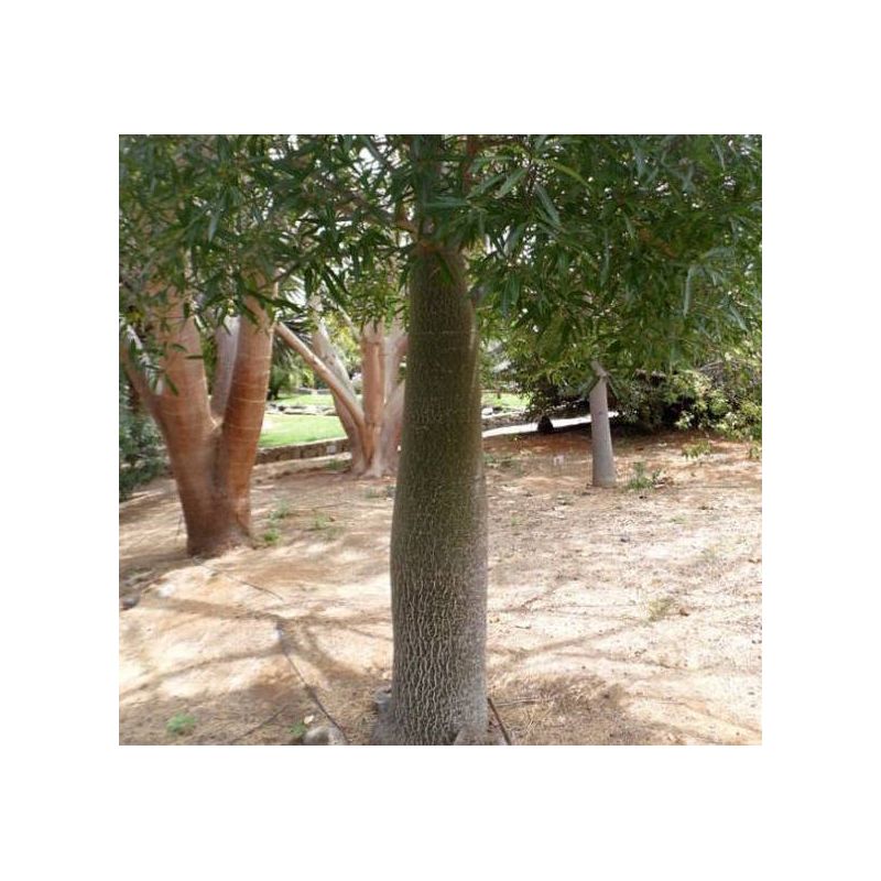 Brachychiton discolor (Arbre bouteille bicolore)