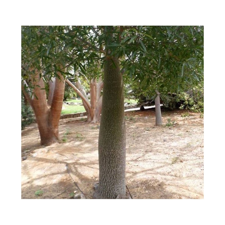 Brachychiton discolor (Arbre bouteille bicolore)