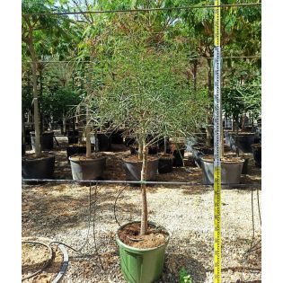 Brachychiton rupestris (Arbre bouteille australienne)