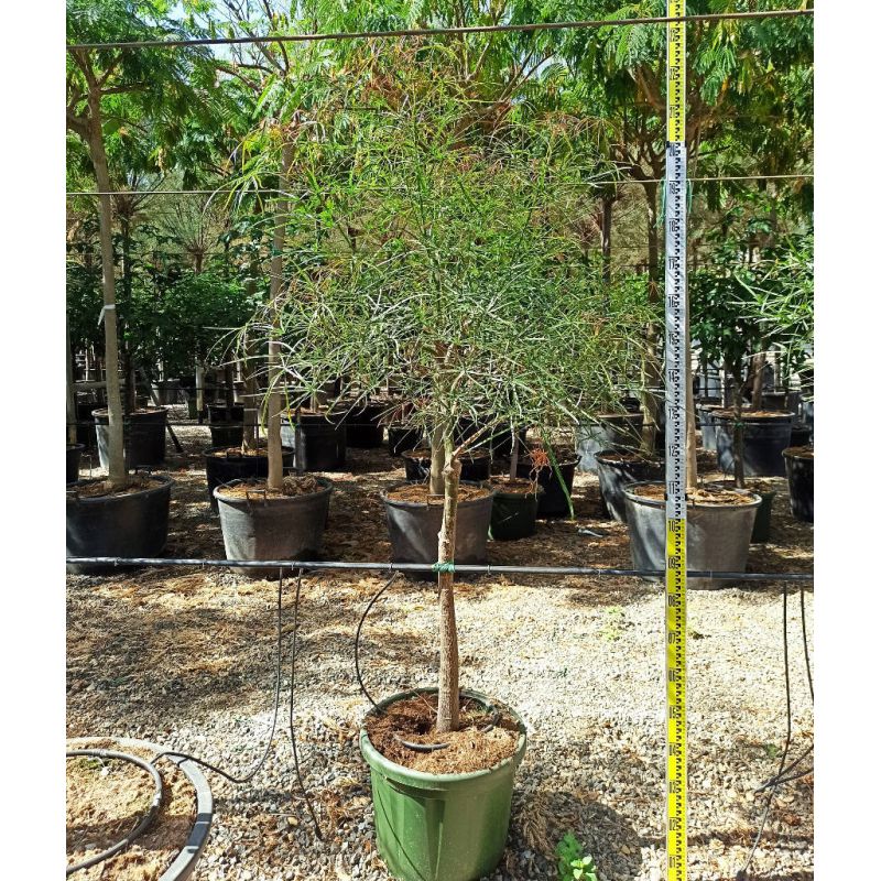 Brachychiton rupestris (Arbre bouteille australienne)