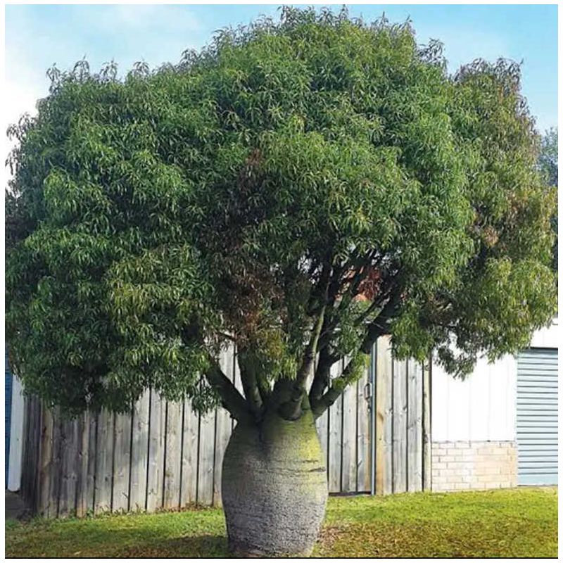 Brachychiton rupestris (Arbre bouteille australienne)