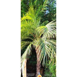Phoenix roebelenii seconde main (Dattier du Laos, palmier dattier nain) SPÉCIMEN