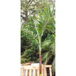 Archontophoenix alexandrae SECONDE MAIN (Palmier royal) 250/300M TRONC 150CM 