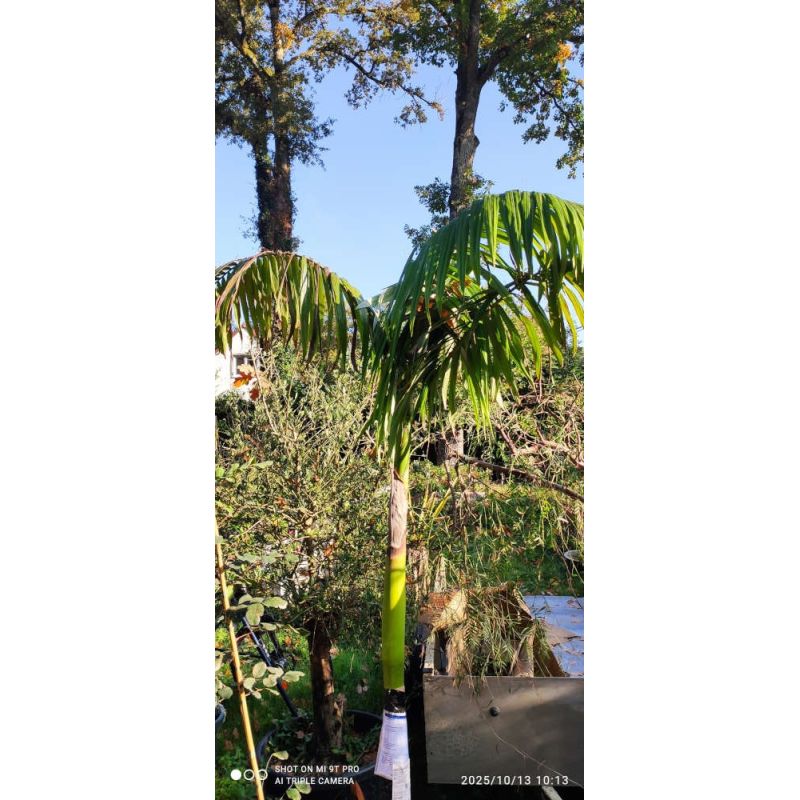 Archontophoenix alexandrae SECONDE MAIN (Palmier royal) 200M TRONC 150CM 