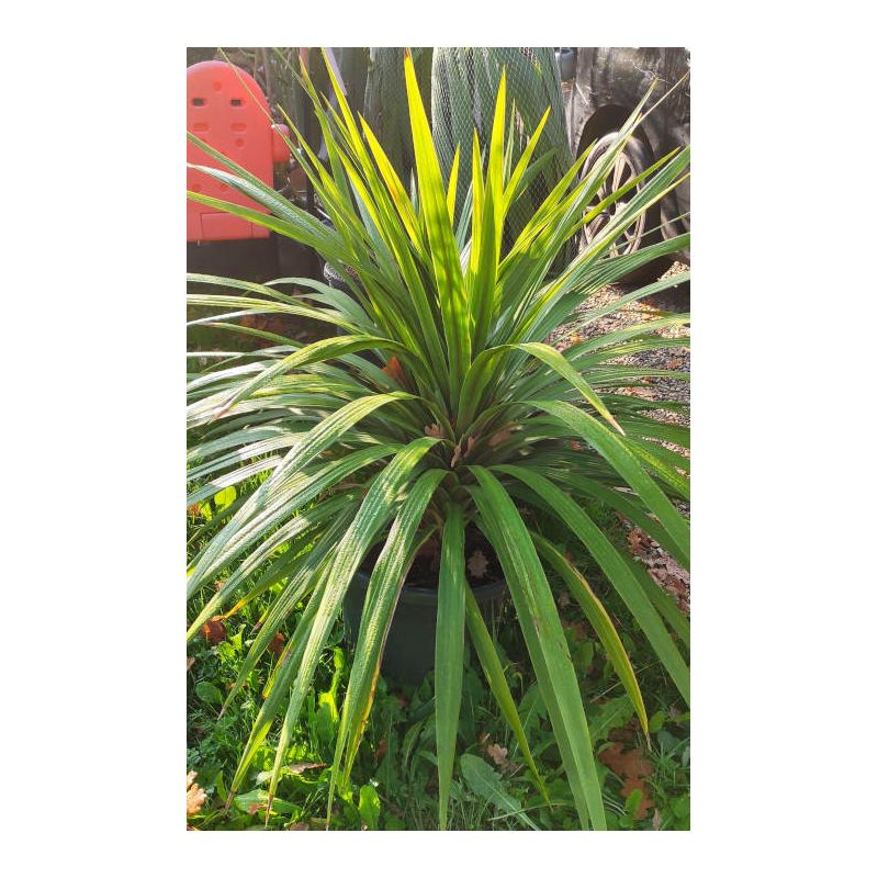 Cordyline australis