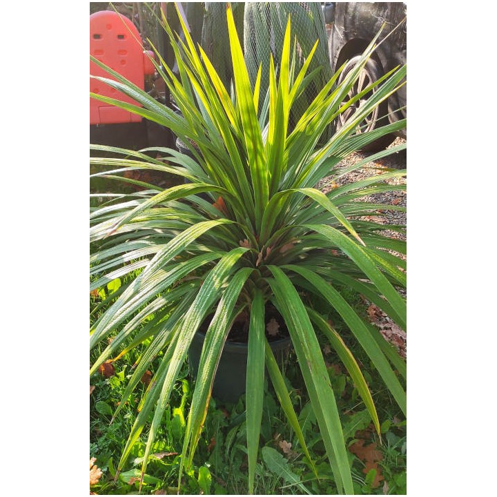 Cordyline australis 25L grosse touffe