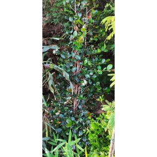 copyEugenia uniflora "Etna fire" 30L160/180cm promo (Cerisier de Cayenne, Pitanga, Cerisier carré de Tahiti)