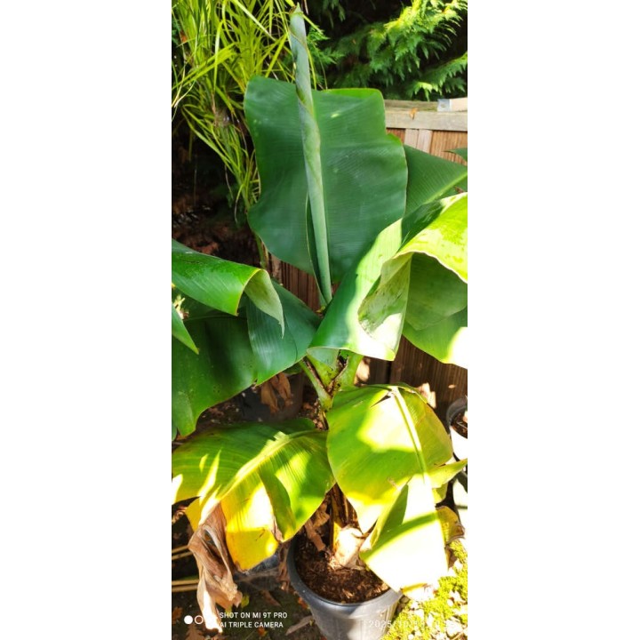 Bananier Musa acuminata dwarf Cavendish seconde main 25L 140/160cm