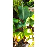 Bananier Musa acuminata dwarf Cavendish seconde main 25L 140/160cm