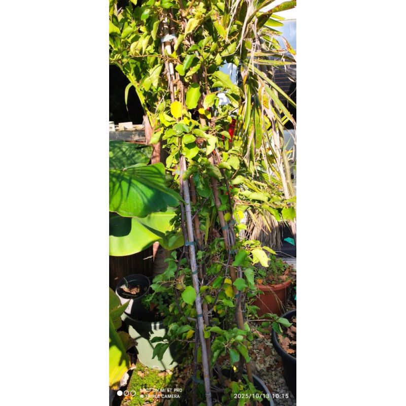 Bougainvilliers très florifères 180/200 seconde main