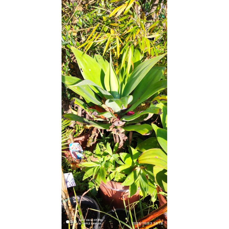 Agave attenuata seconde main 80/100cm