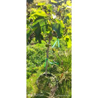 Ficus carica (figuier) sujets e, 25L extra 120/140cm
