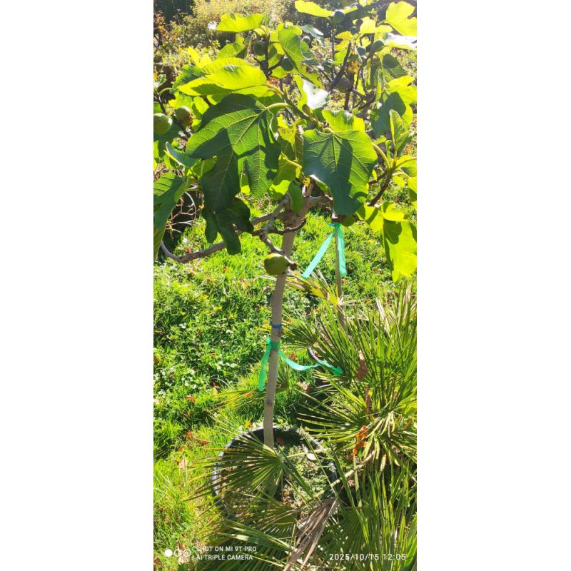 Ficus carica (figuier) sujets e, 25L extra 120/140cm