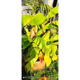 Musa basjoo Sakhalin SPÉCIMEN seconde main (Bananier rustique)