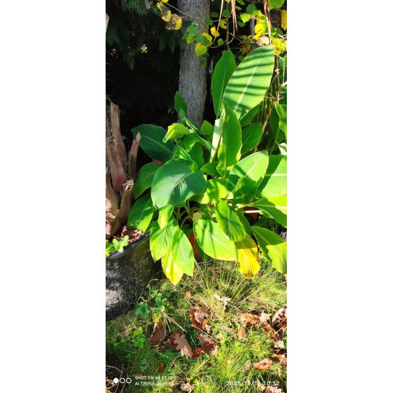 Musella lasiocarpa gros sujets en pousse 60/80 (bananier Lotus d'or)