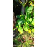 Musella lasiocarpa gros sujets en pousse 60/80 (bananier Lotus d'or)