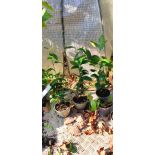 Camellia sinensis (Thea chinensis) : le théier 30cm