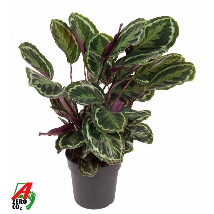 Calathea Medallion - 80 Cm - Ø24Cm