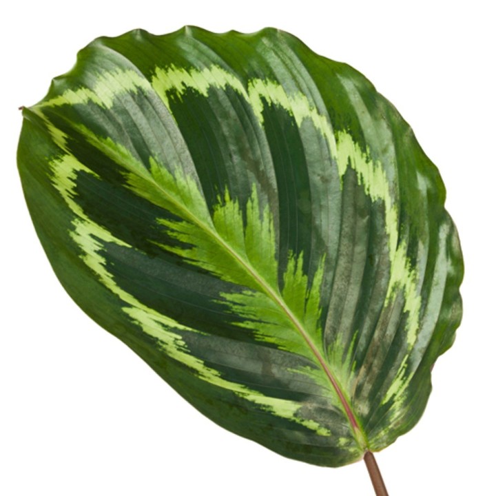 Calathea Medallion - 80 Cm - Ø24Cm