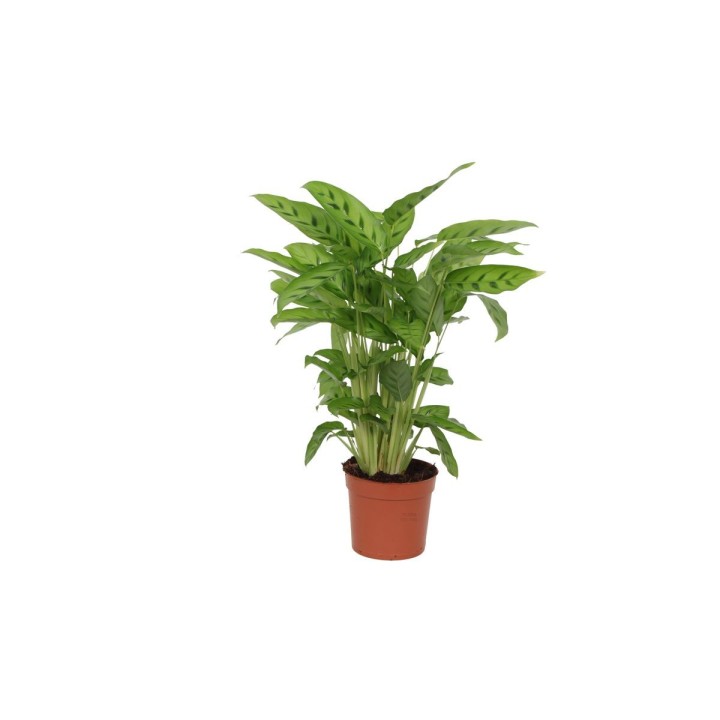 Calathea Leopardina - 40 Cm - Ø12Cm