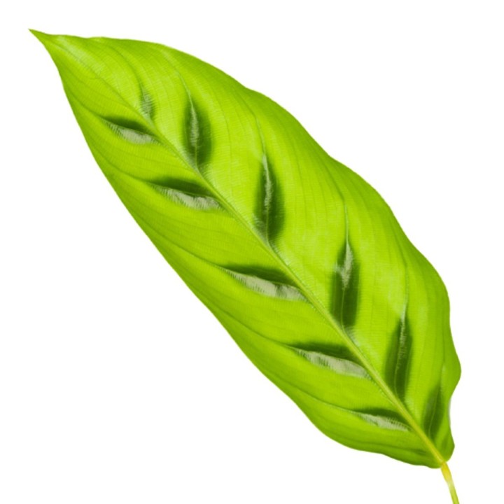 Calathea Leopardina - 40 Cm - Ø12Cm