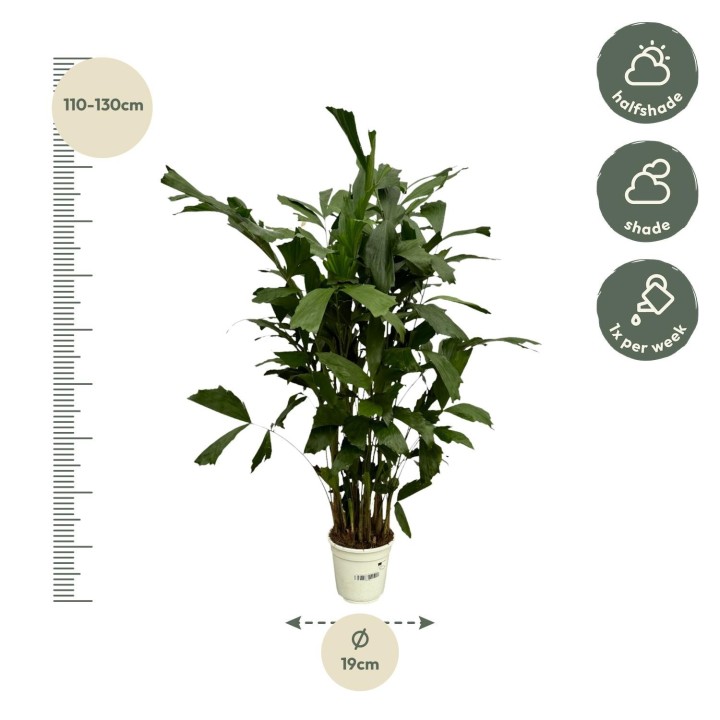 Caryota Mitis - 120 Cm - Ø21Cm