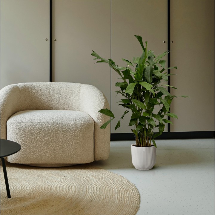 Caryota Mitis - 120 Cm - Ø21Cm