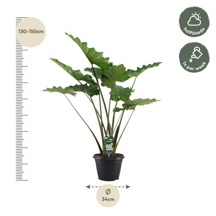 Alocasia Portodora - 140 Cm - Ø34Cm