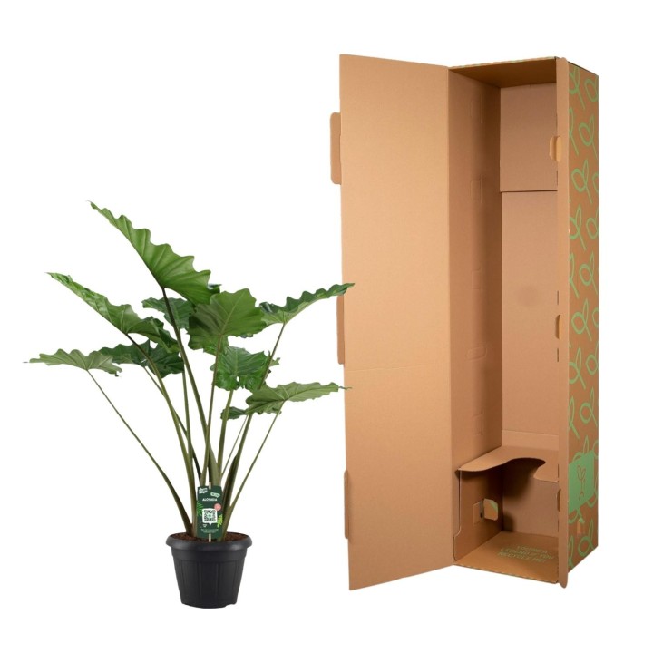 Alocasia Portodora - 140 Cm - Ø34Cm
