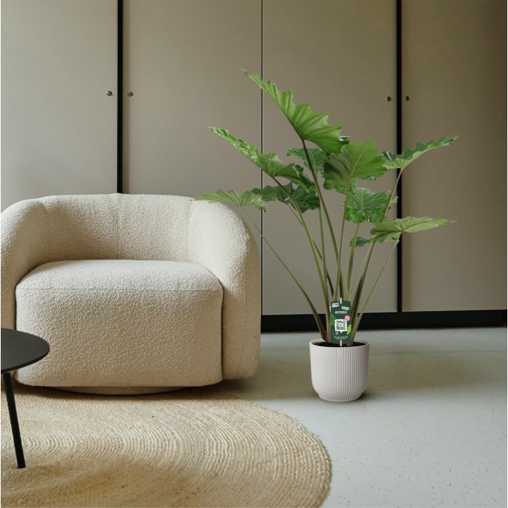 Alocasia Portodora - 140 Cm - Ø34Cm