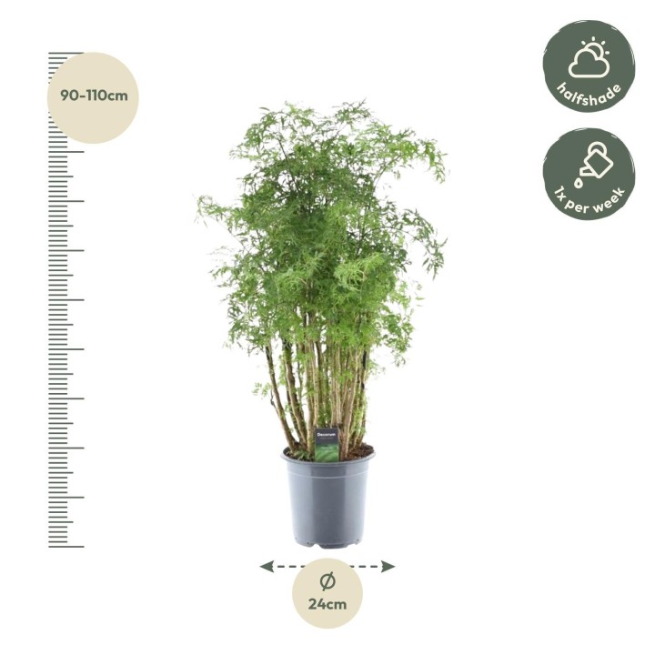 Polyscias Hawaiiana Ming - 100 Cm - Ø24Cm