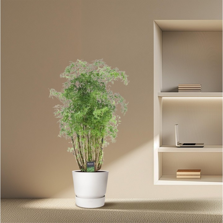 Polyscias Hawaiiana Ming - 100 Cm - Ø24Cm