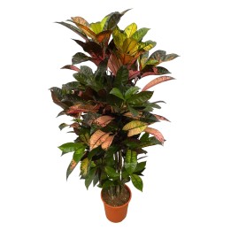 Codiaeum (Croton) Iceton Branched - 110 Cm - Ø24Cm