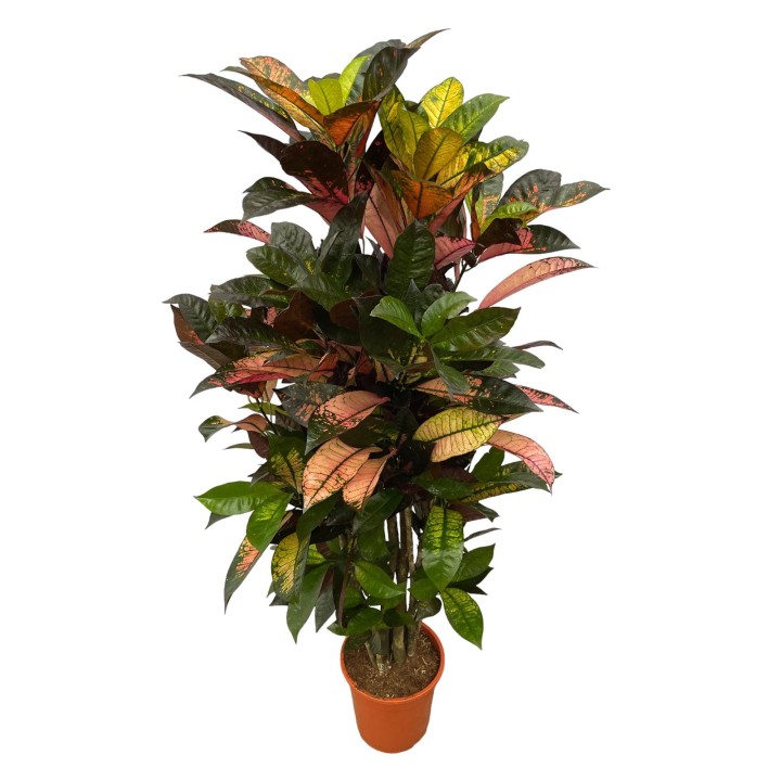 Codiaeum (Croton) Iceton Branched - 110 Cm - Ø24Cm