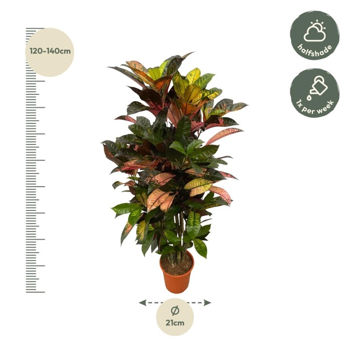 Codiaeum (Croton) Iceton Branched - 110 Cm - Ø24Cm