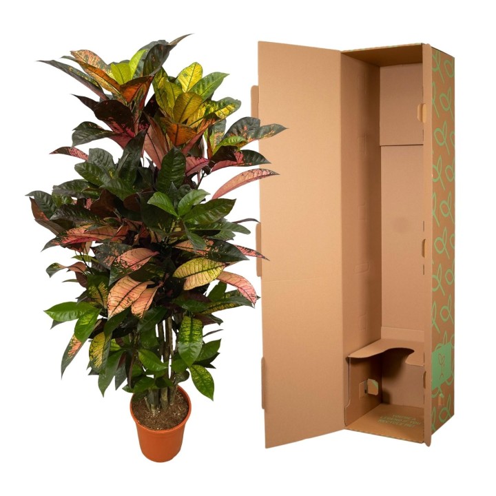 Codiaeum (Croton) Iceton Branched - 110 Cm - Ø24Cm