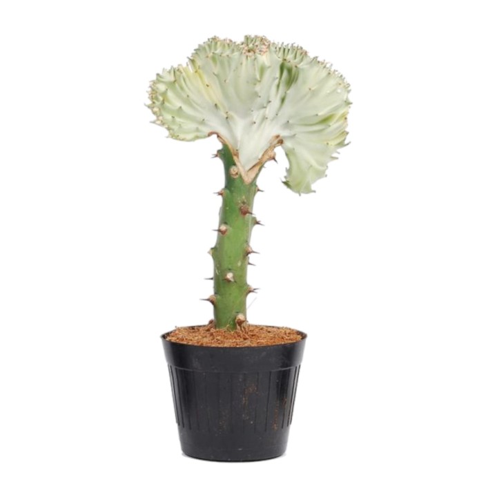 Euphorbia Lactea Cristata White - 30 Cm - Ø10,5