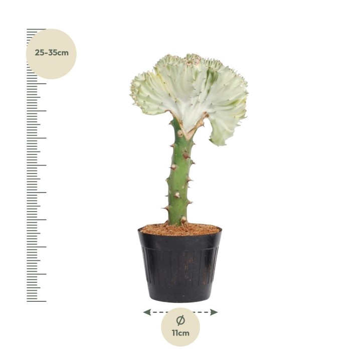 Euphorbia Lactea Cristata White - 30 Cm - Ø10,5
