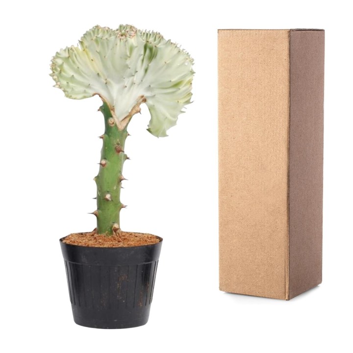 Euphorbia Lactea Cristata White - 30 Cm - Ø10,5