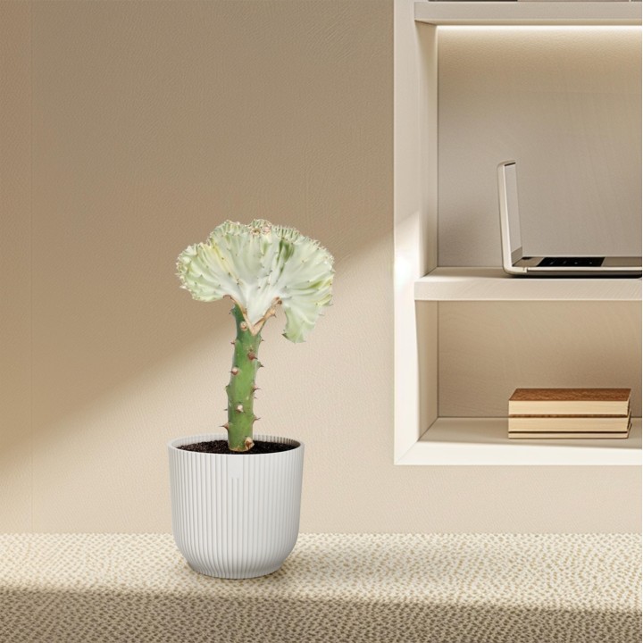 Euphorbia Lactea Cristata White - 30 Cm - Ø10,5