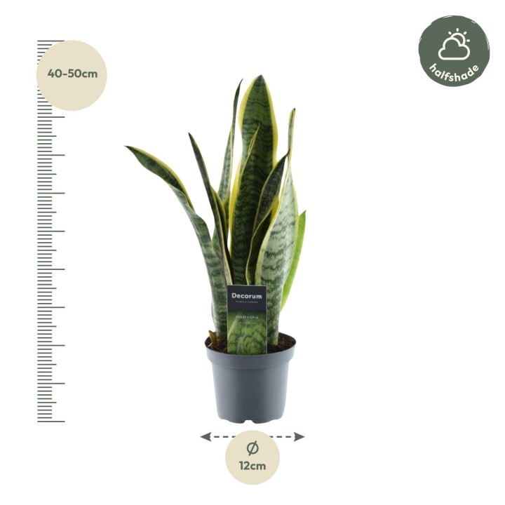 Sansevieria Laurentii - 45 Cm - Ø12