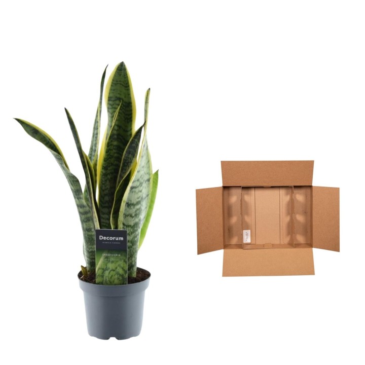 Sansevieria Laurentii - 45 Cm - Ø12