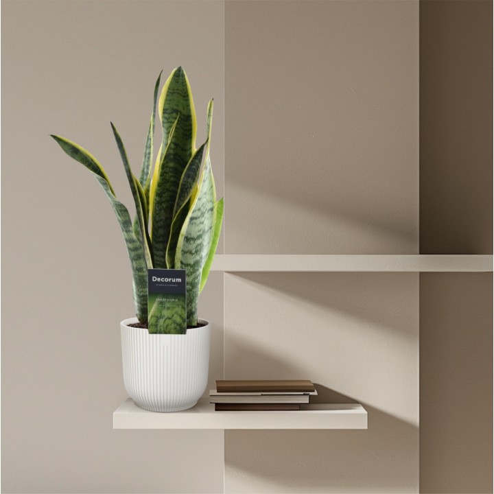 Sansevieria Laurentii - 45 Cm - Ø12
