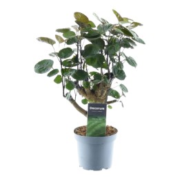 Polyscias Fabian - 45 Cm - Ø12